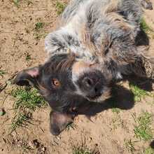 LADY, Hund, Mischlingshund in Grethem - Bild 4