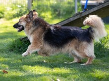 TEDDY, Hund, Mischlingshund in Grethem - Bild 2