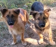 TEDDY, Hund, Mischlingshund in Grethem - Bild 3