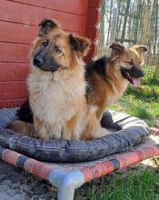 TEDDY, Hund, Mischlingshund in Grethem - Bild 4