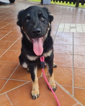 BERTA, Hund, Mischlingshund in Italien