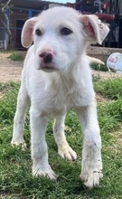 IRIANNA, Hund, Mischlingshund in Griechenland