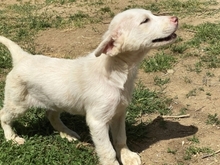 IRIANNA, Hund, Mischlingshund in Griechenland - Bild 10