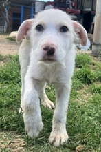 IRIANNA, Hund, Mischlingshund in Griechenland - Bild 3