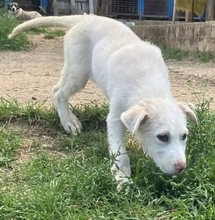 IRIANNA, Hund, Mischlingshund in Griechenland - Bild 4