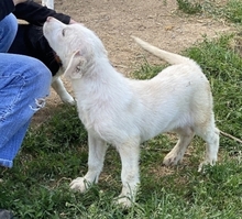 IRIANNA, Hund, Mischlingshund in Griechenland - Bild 5