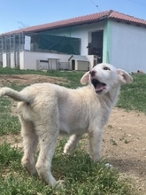 IRIANNA, Hund, Mischlingshund in Griechenland - Bild 7
