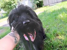 HOLLY, Hund, Puli-Mix in Ungarn - Bild 1