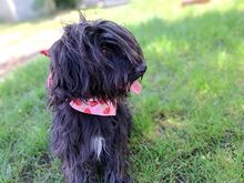 HOLLY, Hund, Puli-Mix in Ungarn - Bild 10