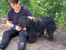 HOLLY, Hund, Puli-Mix in Ungarn - Bild 11