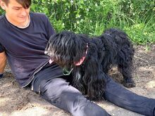 HOLLY, Hund, Puli-Mix in Ungarn - Bild 12
