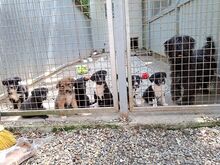 HOLLY, Hund, Puli-Mix in Ungarn - Bild 13