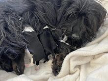 HOLLY, Hund, Puli-Mix in Ungarn - Bild 14