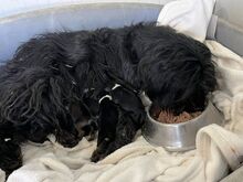 HOLLY, Hund, Puli-Mix in Ungarn - Bild 15