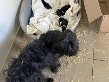 HOLLY, Hund, Puli-Mix in Ungarn - Bild 16
