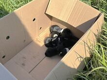 HOLLY, Hund, Puli-Mix in Ungarn - Bild 17