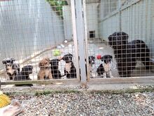 HOLLY, Hund, Puli-Mix in Ungarn - Bild 18