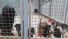 HOLLY, Hund, Puli-Mix in Ungarn - Bild 19