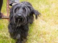 HOLLY, Hund, Puli-Mix in Ungarn - Bild 2