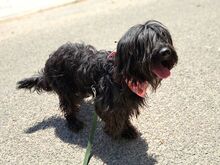 HOLLY, Hund, Puli-Mix in Ungarn - Bild 3