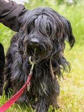 HOLLY, Hund, Puli-Mix in Ungarn - Bild 4