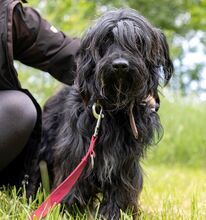 HOLLY, Hund, Puli-Mix in Ungarn - Bild 5