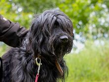 HOLLY, Hund, Puli-Mix in Ungarn - Bild 6
