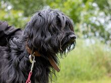 HOLLY, Hund, Puli-Mix in Ungarn - Bild 7