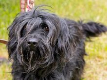 HOLLY, Hund, Puli-Mix in Ungarn - Bild 8