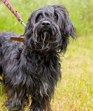 HOLLY, Hund, Puli-Mix in Ungarn - Bild 9