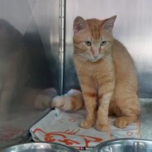 ROSSO, Katze, Europäisch Kurzhaar in Italien - Bild 1