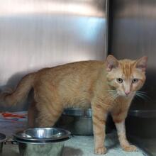 ROSSO, Katze, Europäisch Kurzhaar in Italien - Bild 2