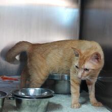 ROSSO, Katze, Europäisch Kurzhaar in Italien - Bild 3