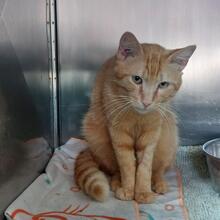 ROSSO, Katze, Europäisch Kurzhaar in Italien - Bild 4