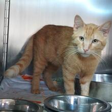 ROSSO, Katze, Europäisch Kurzhaar in Italien - Bild 5
