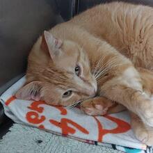ROSSO, Katze, Europäisch Kurzhaar in Italien - Bild 6