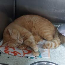 ROSSO, Katze, Europäisch Kurzhaar in Italien - Bild 7