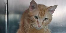 ROSSO, Katze, Europäisch Kurzhaar in Italien - Bild 8