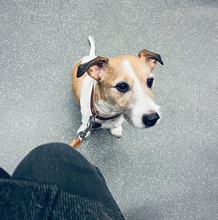 CHARLIE, Hund, Parson Russell Terrier in Berlin - Bild 1