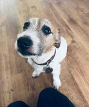 CHARLIE, Hund, Parson Russell Terrier in Berlin - Bild 2