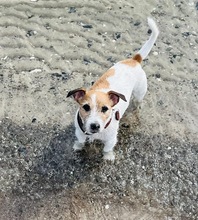 CHARLIE, Hund, Parson Russell Terrier in Berlin - Bild 3