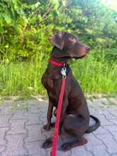 LUNA, Hund, Mischlingshund in Stralsund - Bild 1