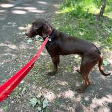 LUNA, Hund, Mischlingshund in Stralsund - Bild 2