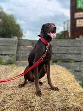 LUNA, Hund, Mischlingshund in Stralsund - Bild 3