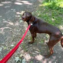 LUNA, Hund, Mischlingshund in Stralsund - Bild 4