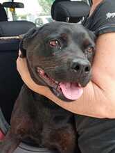 MYA, Hund, Rottweiler in Italien - Bild 2