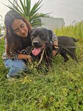 MYA, Hund, Rottweiler in Italien - Bild 3