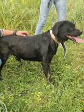MYA, Hund, Rottweiler in Italien - Bild 4