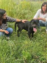 MYA, Hund, Rottweiler in Italien - Bild 5