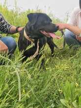 MYA, Hund, Rottweiler in Italien - Bild 6